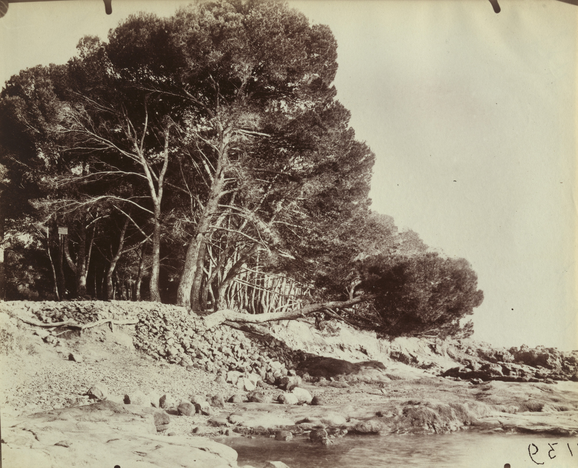 Eugène Atget. Pins