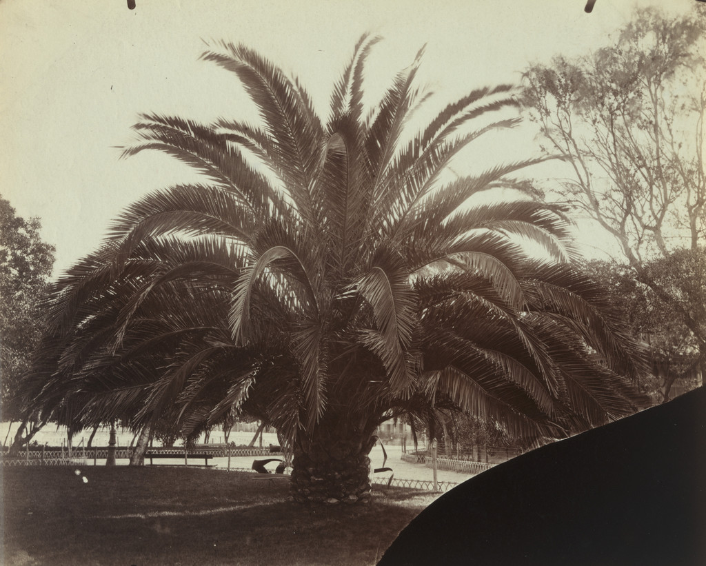 Palmier