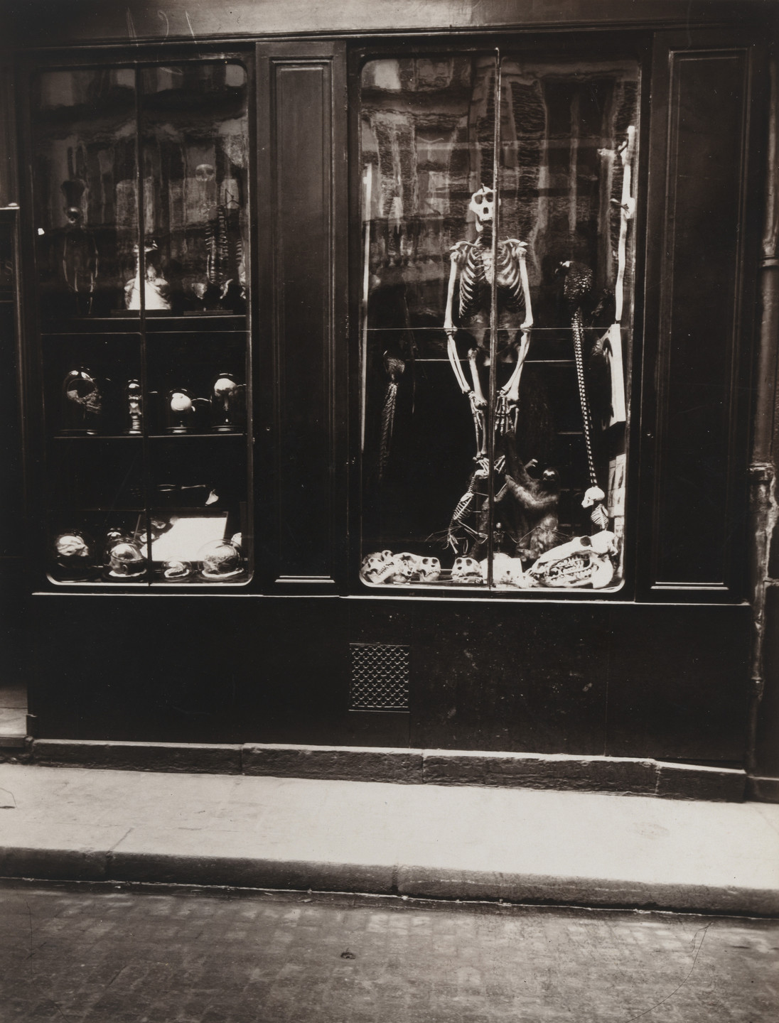 Eugène Atget. Taxidermist Shop. 1926-27 | MoMA