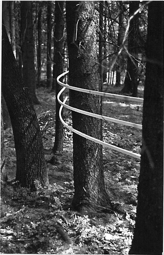 "Summer Projects," installation with wooden sticks in the forest