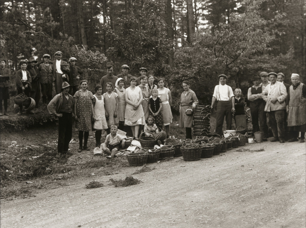 Blueberry Picking