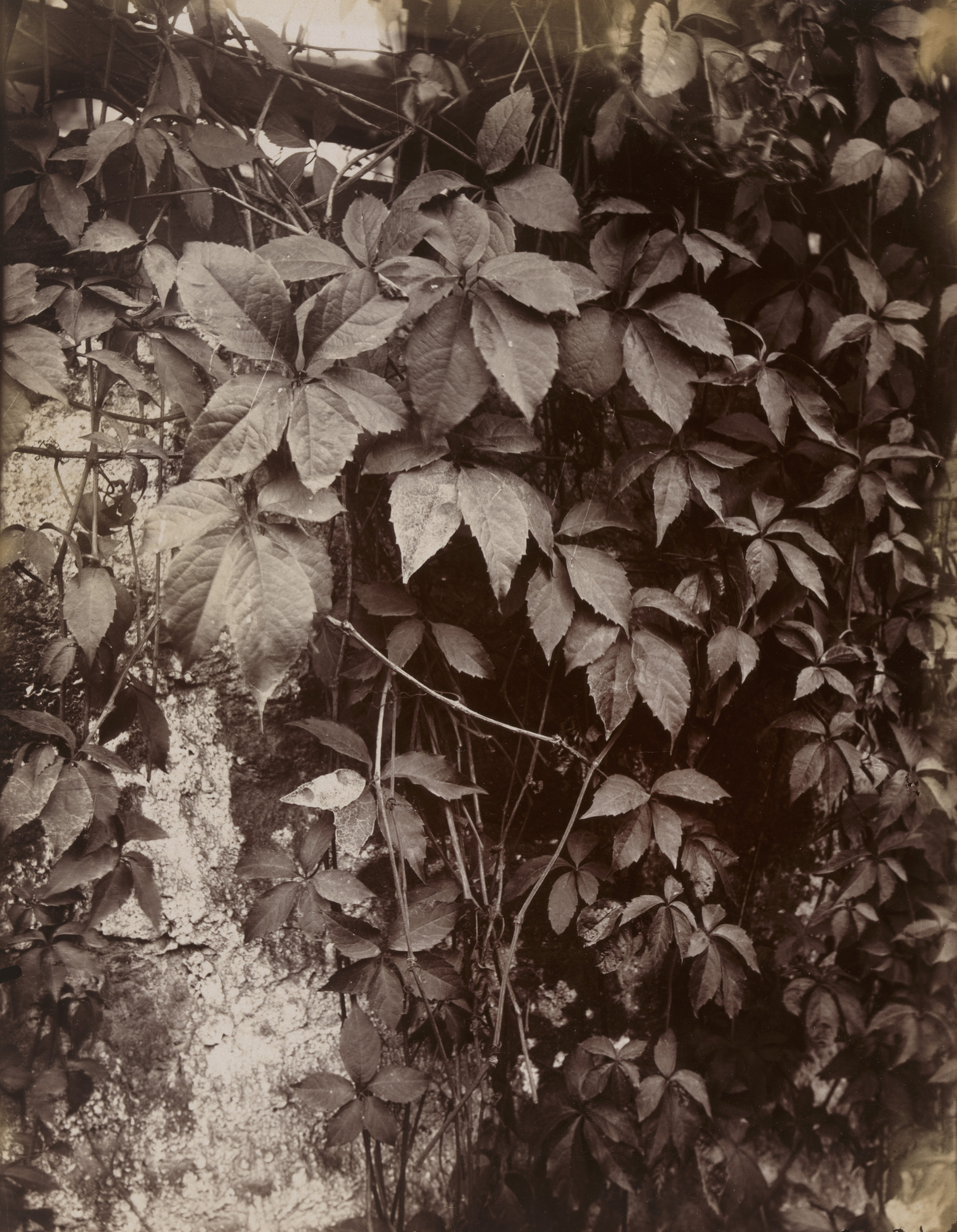 Eugène Atget. Vigne vierge