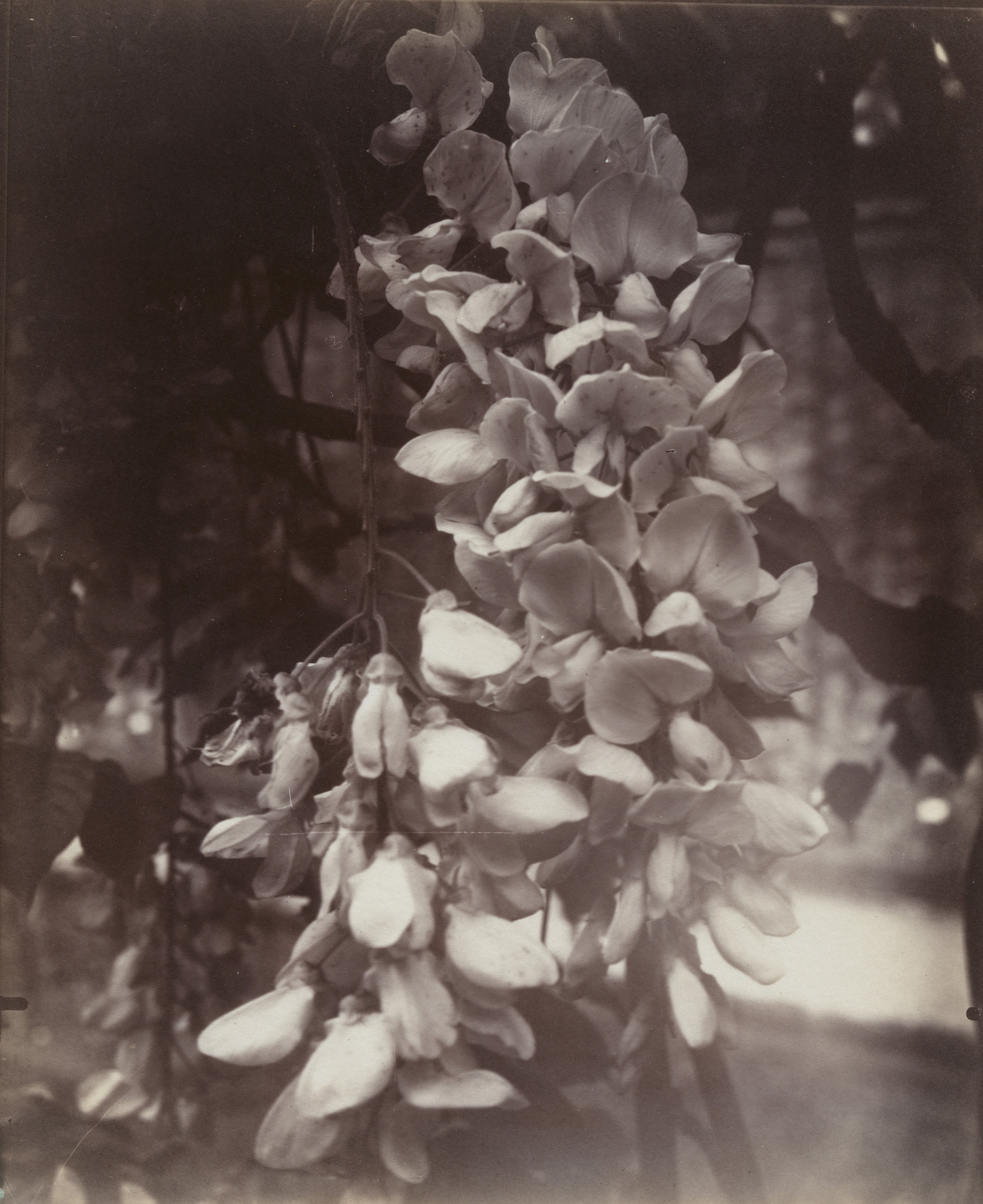 Eugène Atget. Glycine