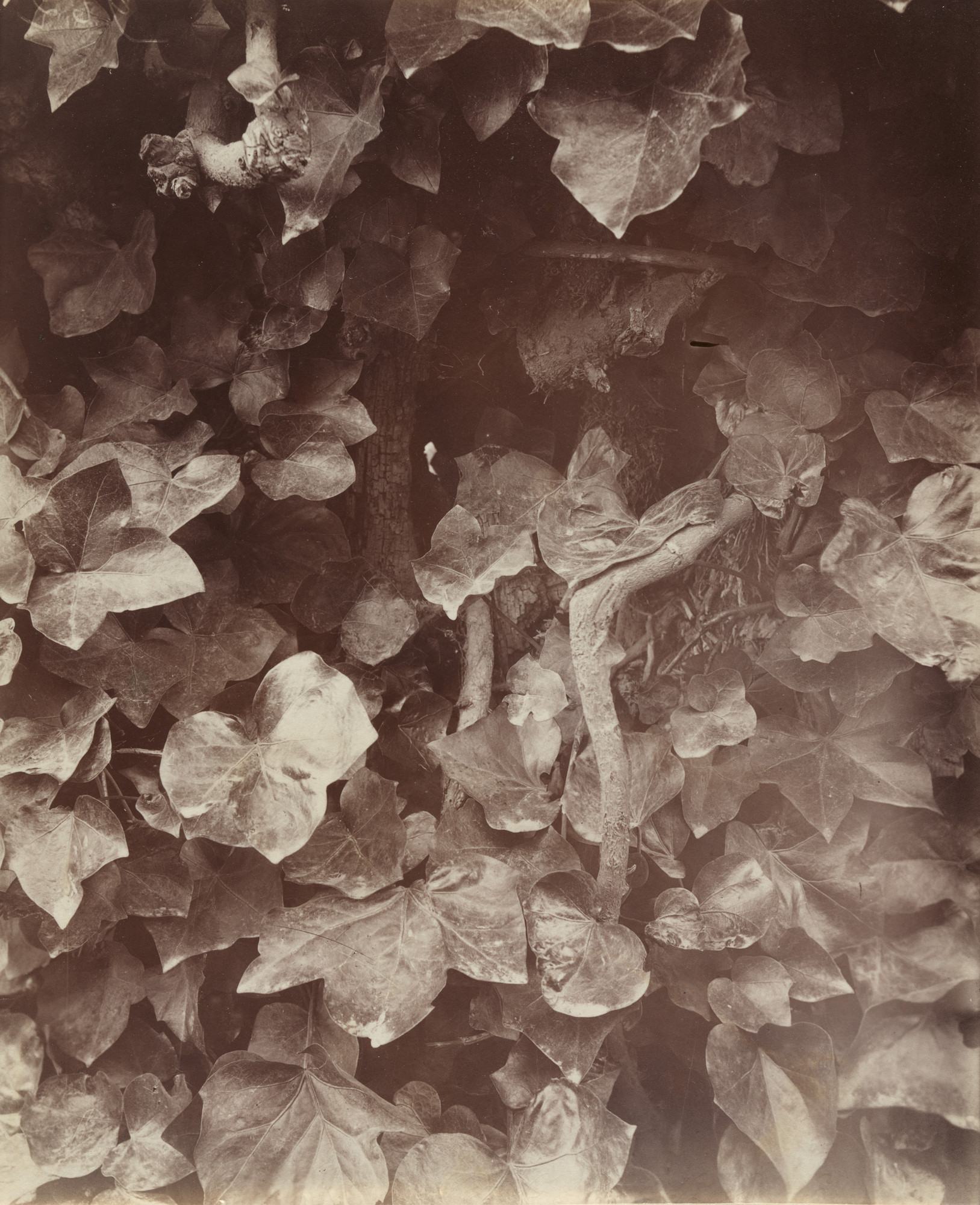 Eugène Atget. Lierres