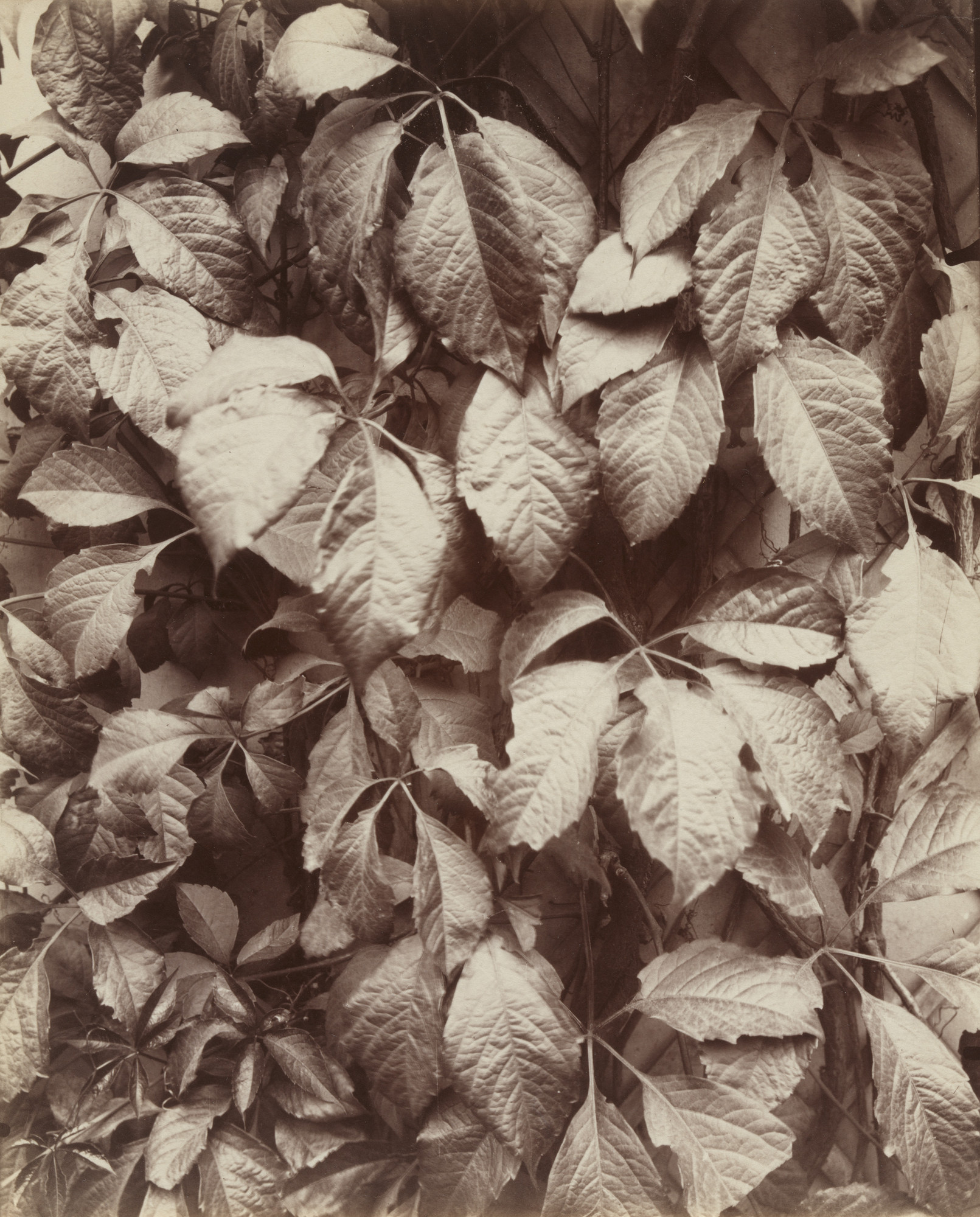 Eugène Atget. Vigne vierge