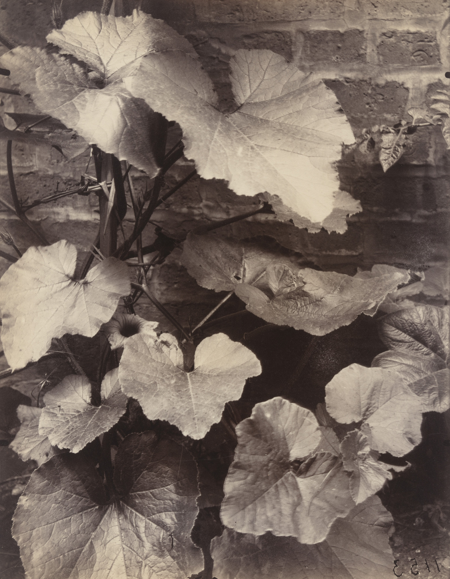 Eugène Atget. Potiron