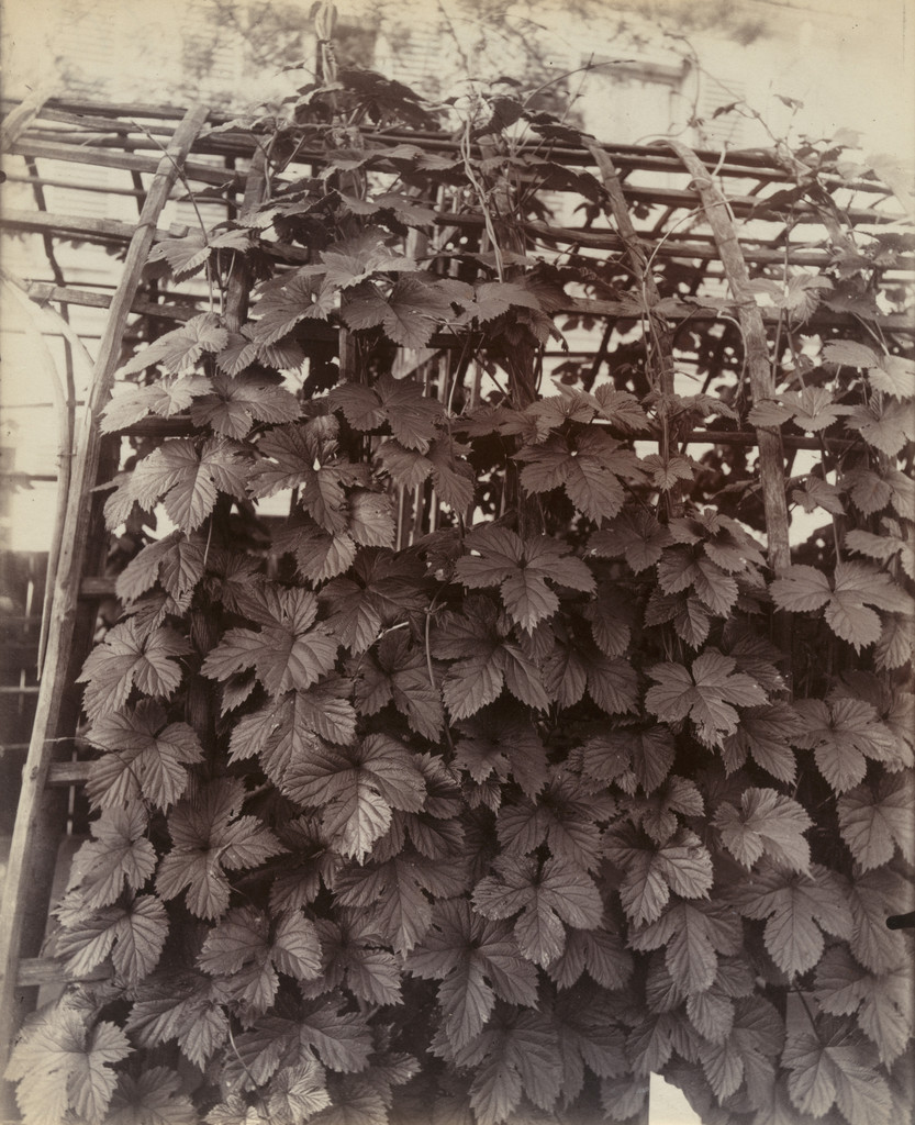 Houblon