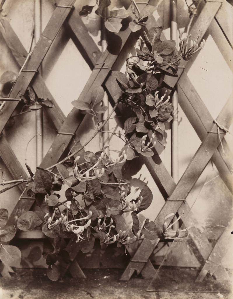 Chèvrefeuille (Honeysuckle)