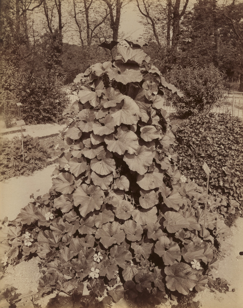 Potirons, Eugène Atget, Before 1900