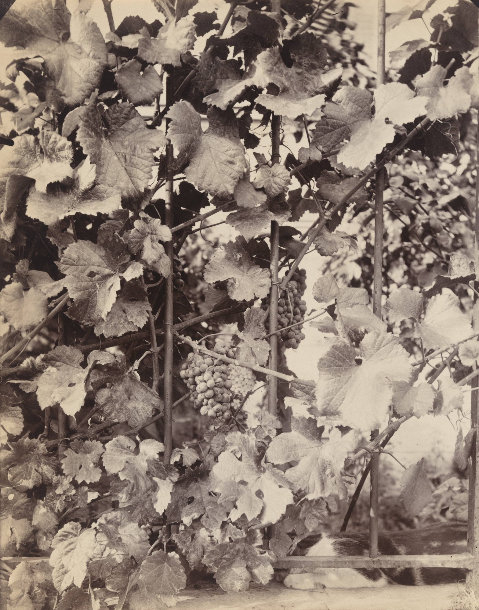 Eugène Atget. Vigne