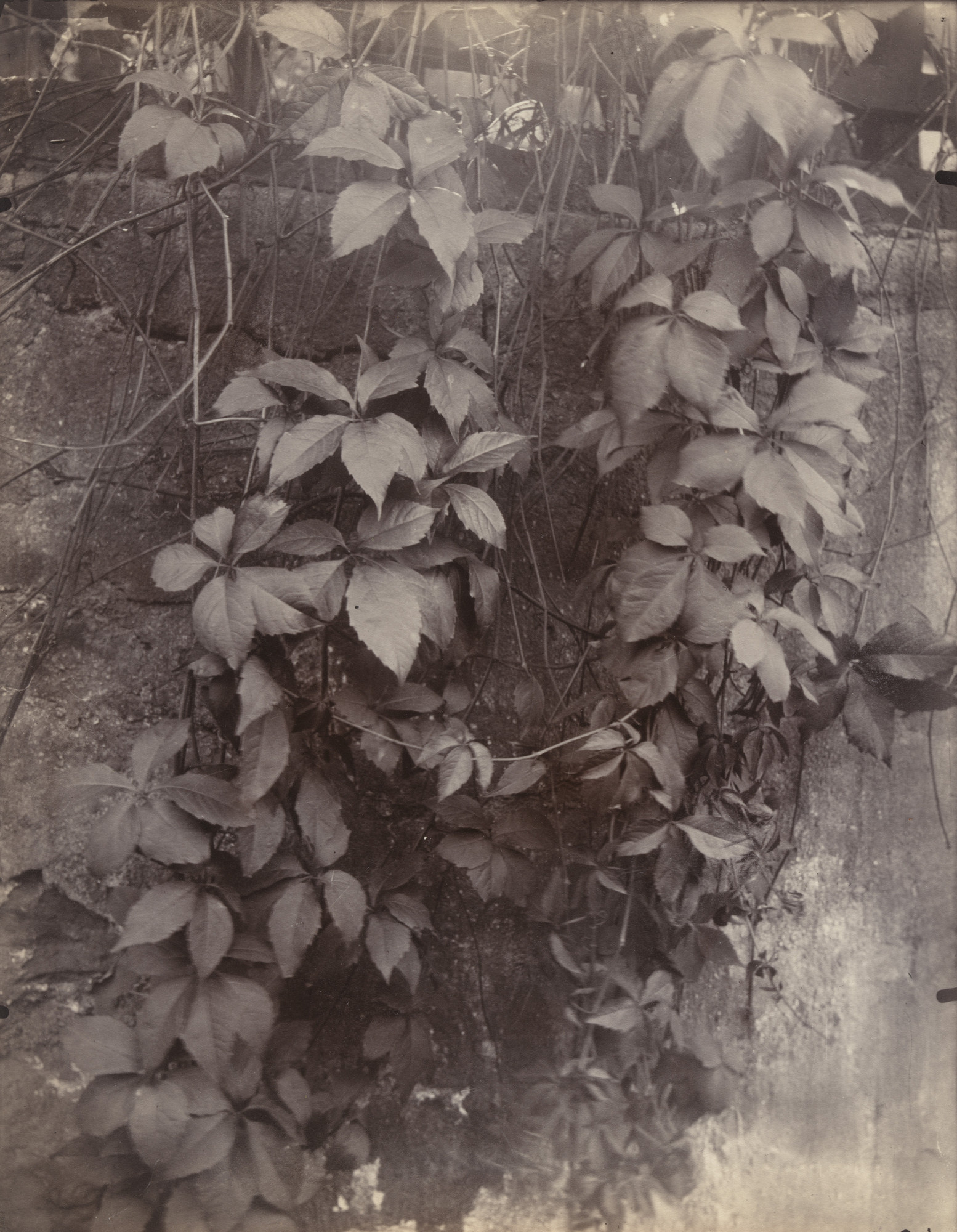 Eugène Atget. Vigne vierge