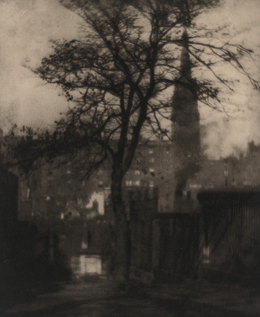 A Tree in Greyfriars Churchyard, Edinburgh