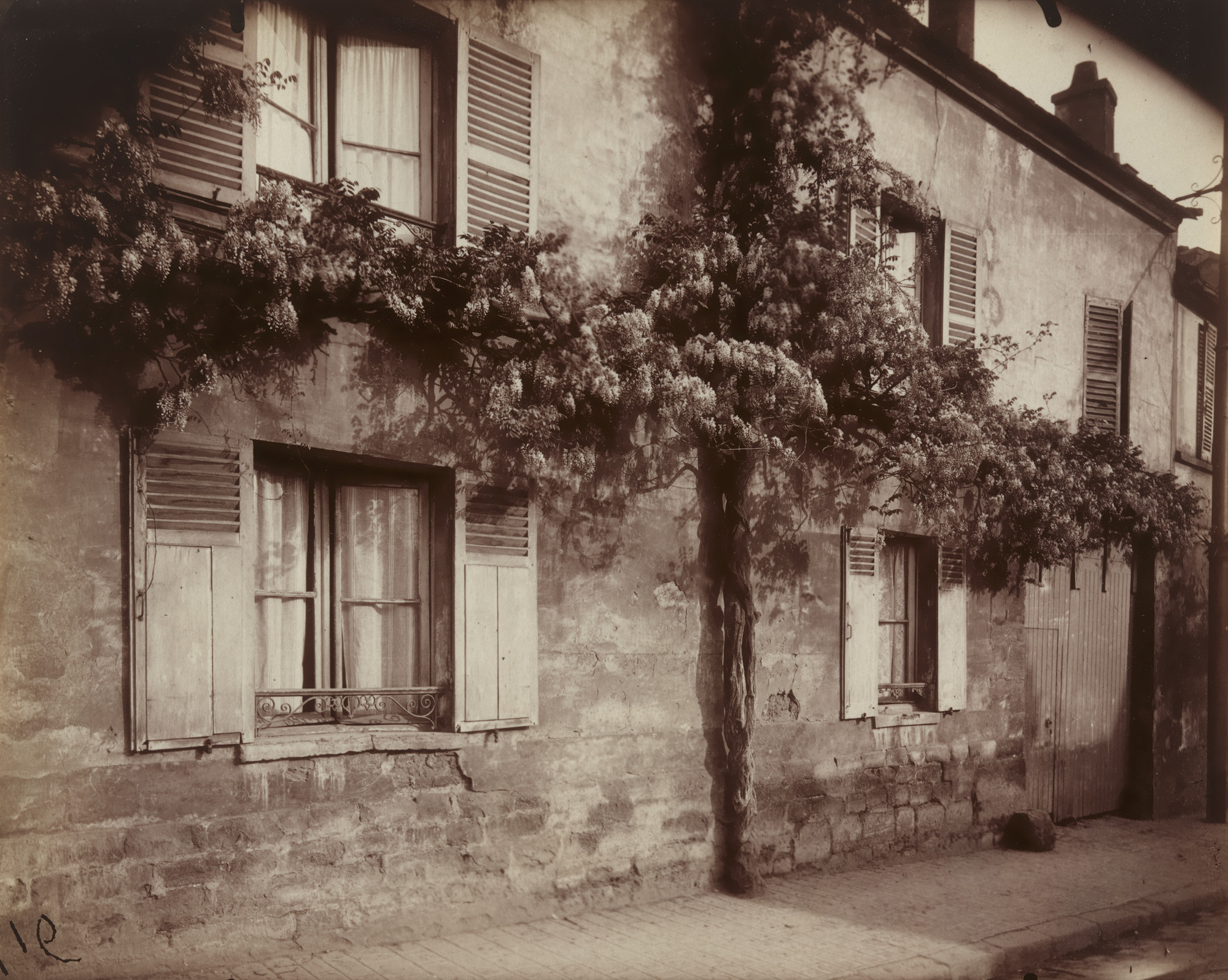 Eugène Atget. Glycine