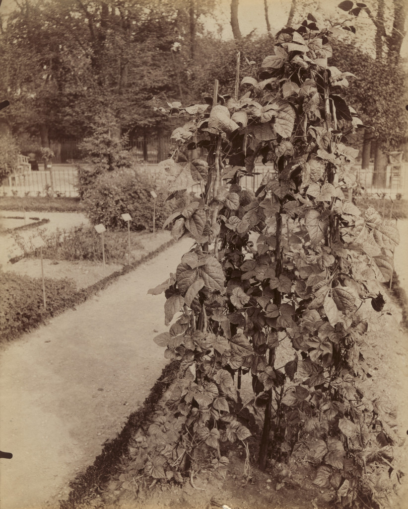 Haricots