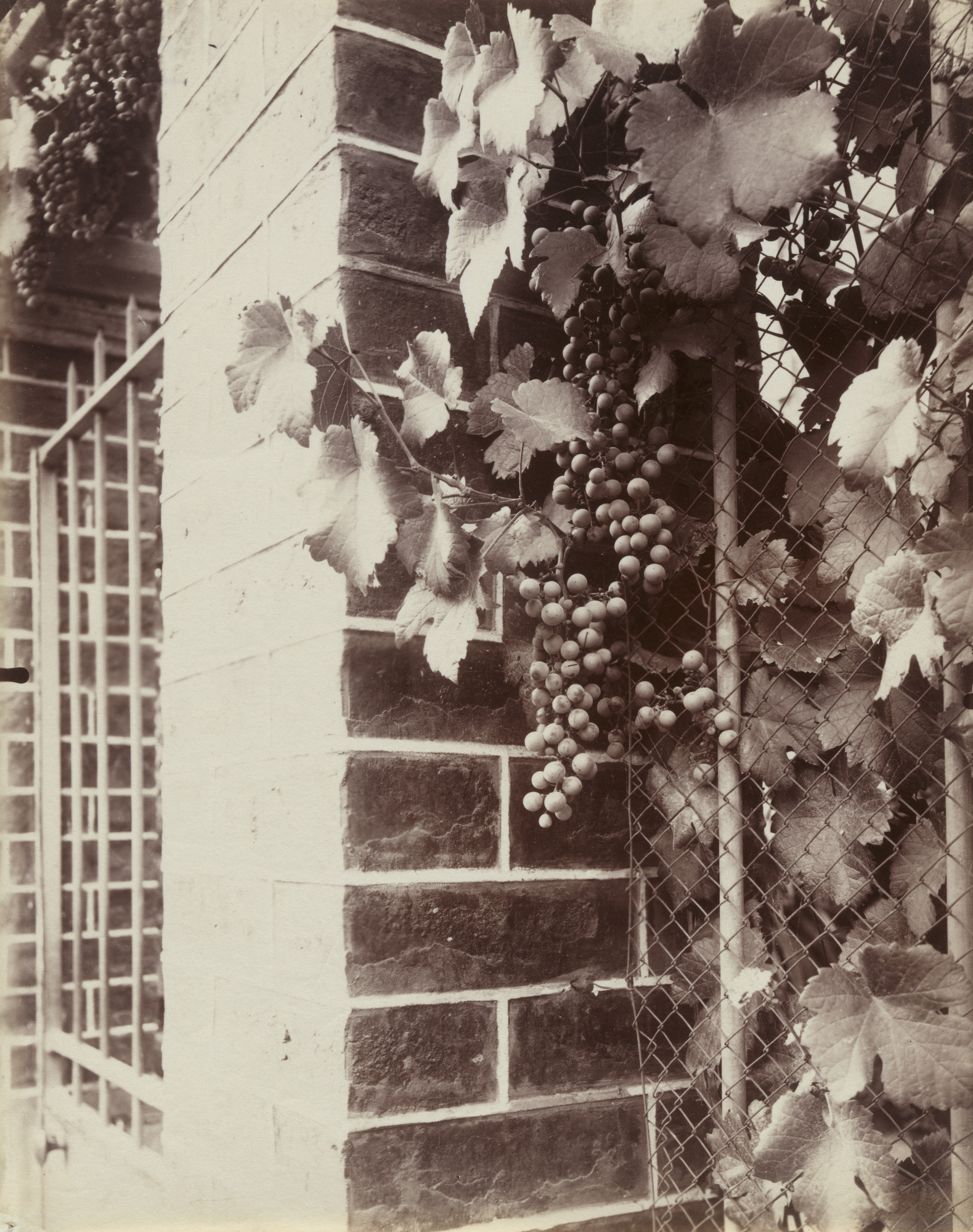 Eugène Atget. Vigne