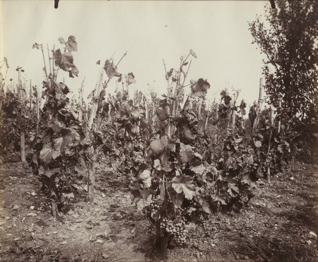 Vignes