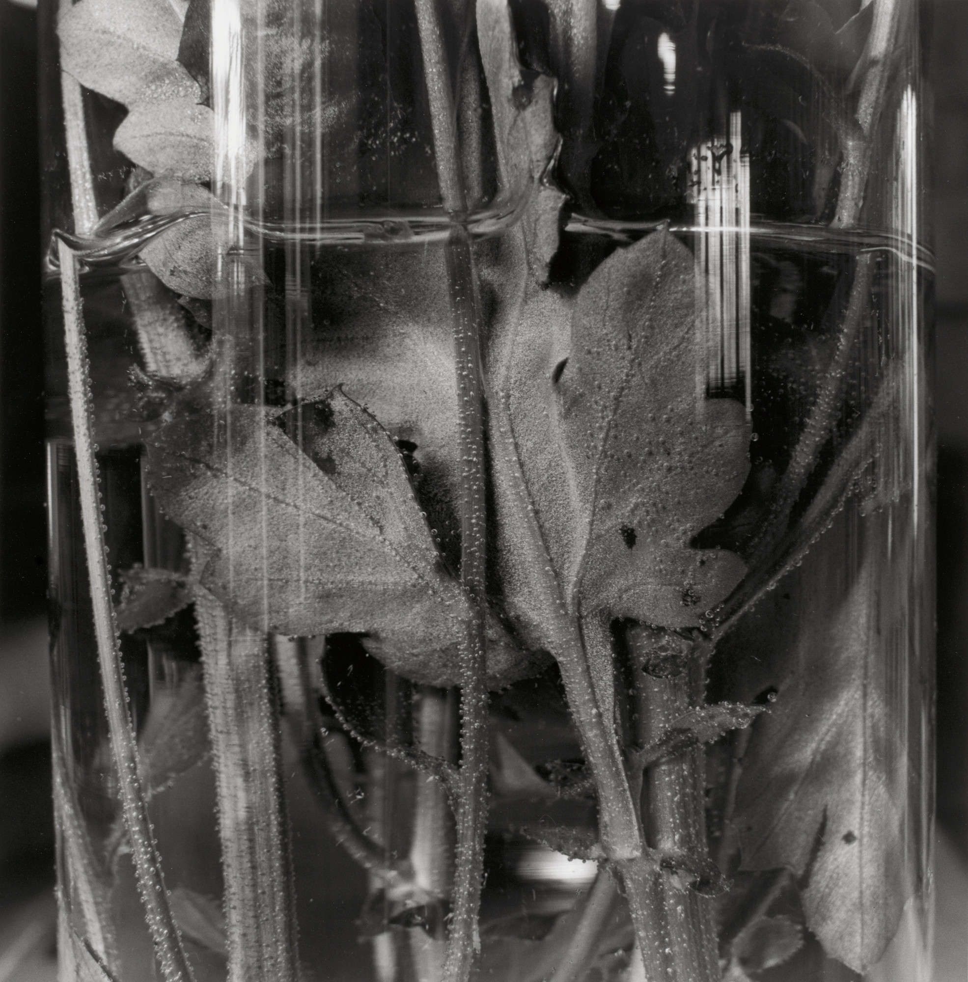 Lee Friedlander. Stems