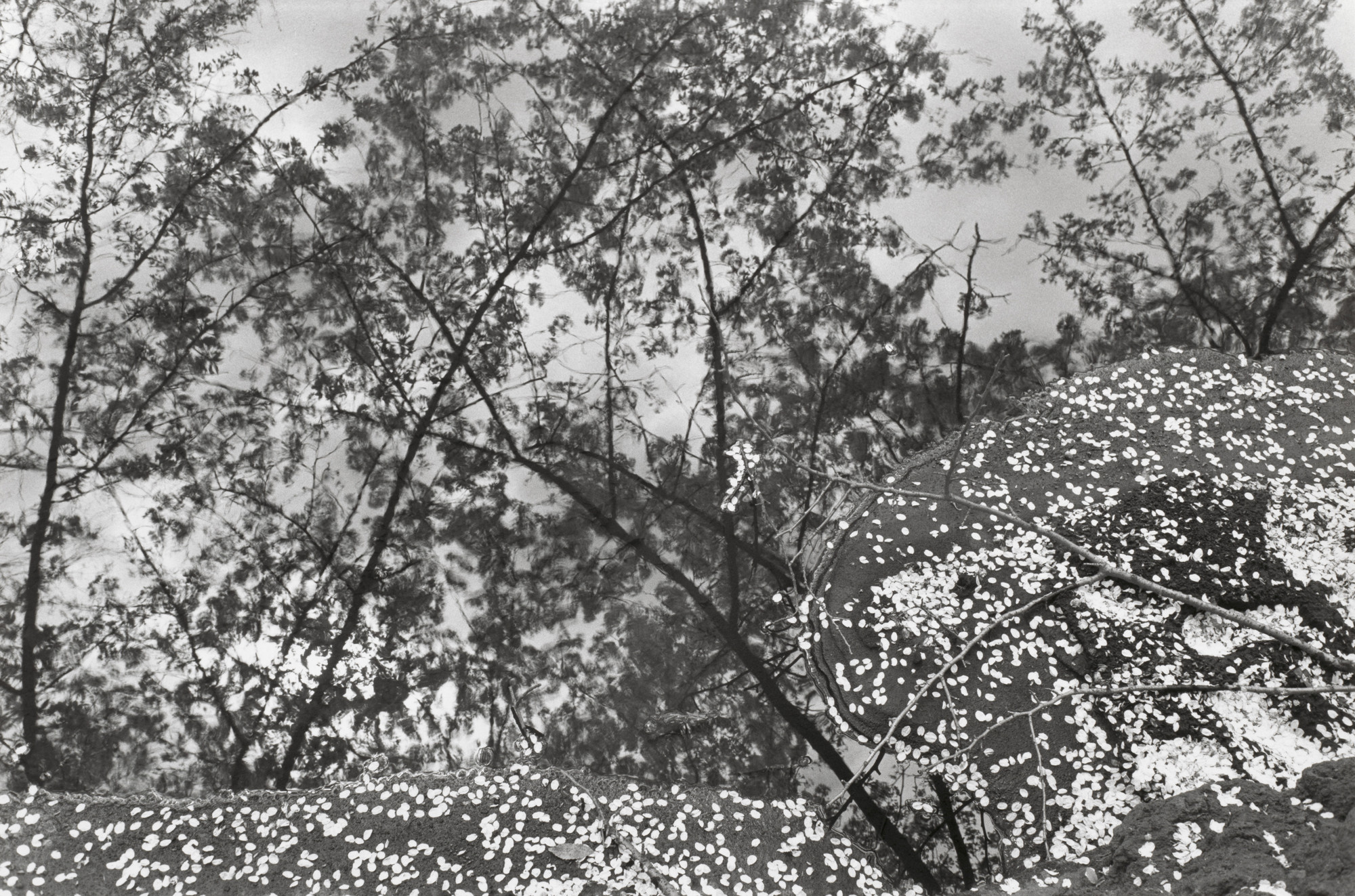 【Sale】Lee Friedlander「Friedlander」MoMA Lee Friedlander. New York City. 1966 | MoMA
