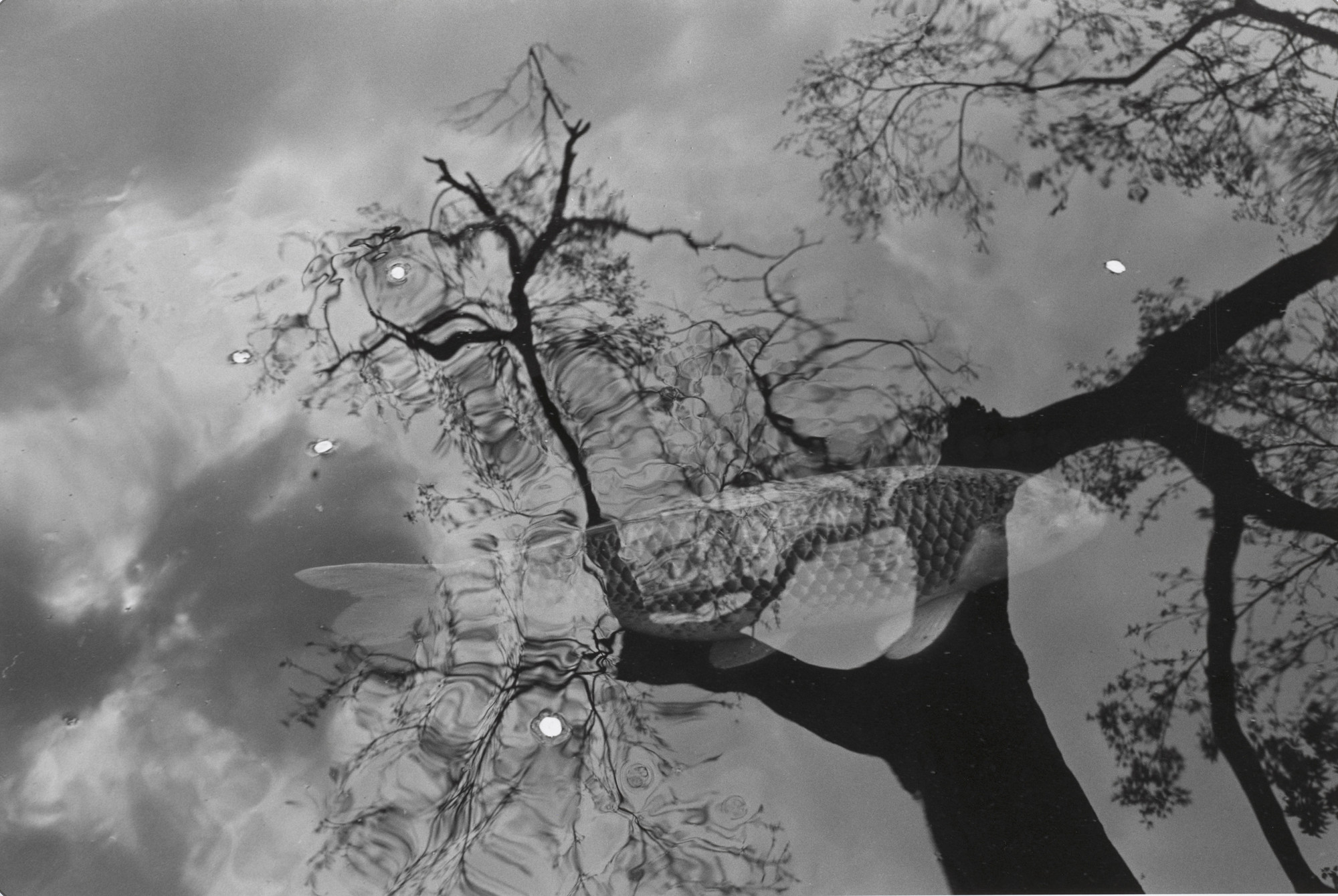 芸術写真 Friedlander THE MUSEUM OF MODERN ART 芸術写真 Friedlander THE MUSEUM OF MODERN ART Friedlander THE