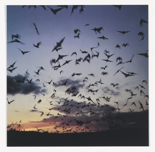 Bats, 2011 from Odds and Sods (for Parkett no. 95)