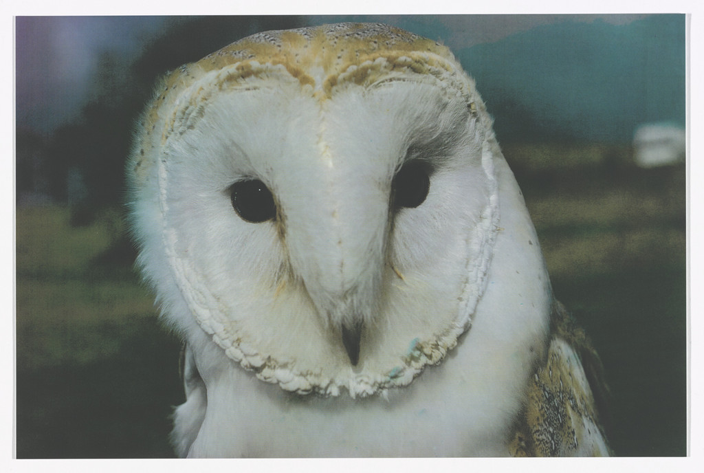 Barn Owl, 2013 (from English Magic) from Odds and Sods (for Parkett no. 95)