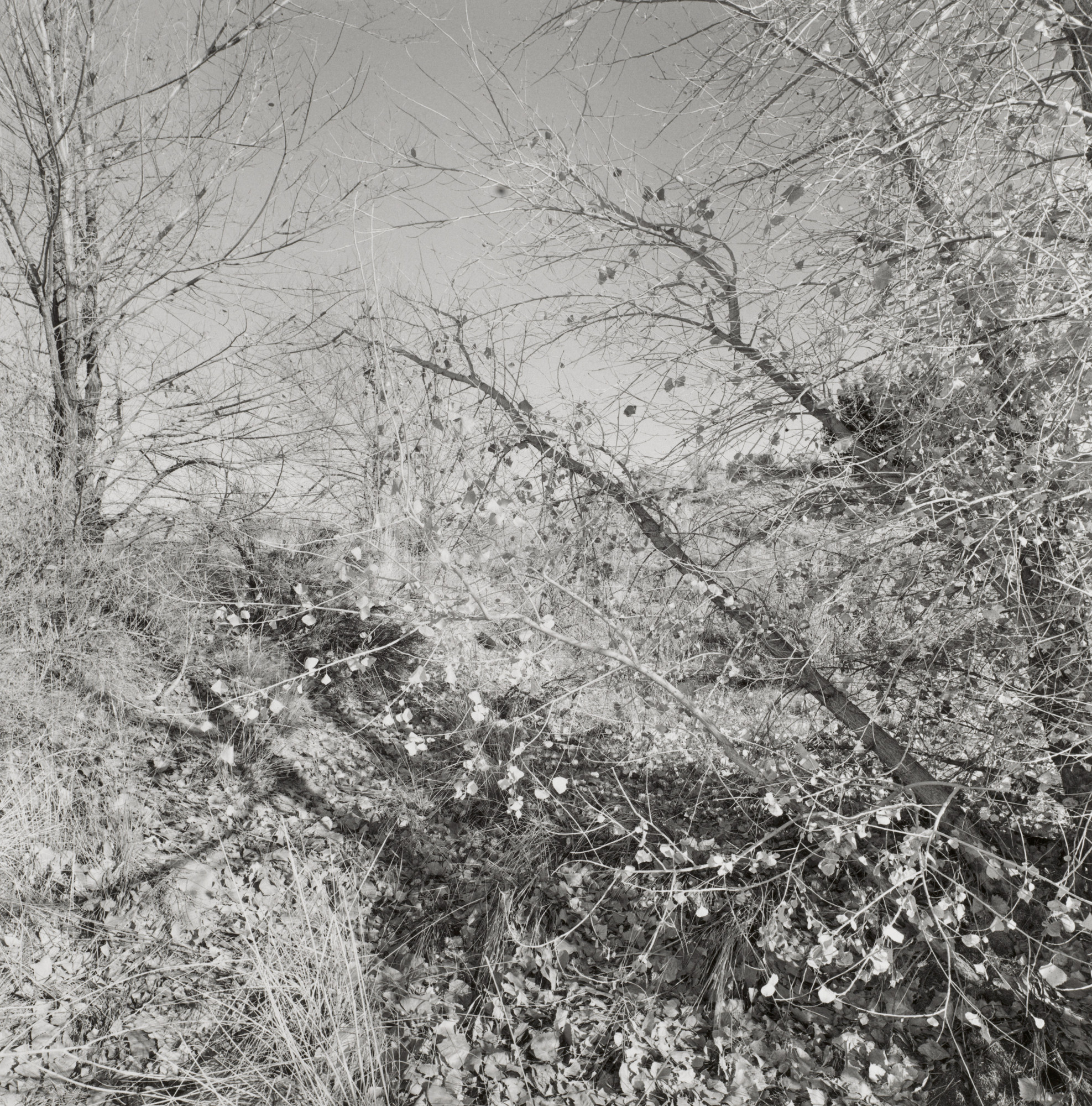 Lee Friedlander. New Mexico. 1995 | MoMA