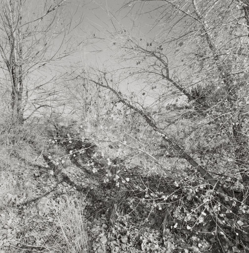 Lee Friedlander. New Mexico. 1995 | MoMA