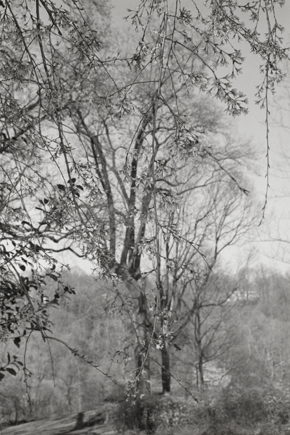 Lee Friedlander. Washington, D.C.. 1976