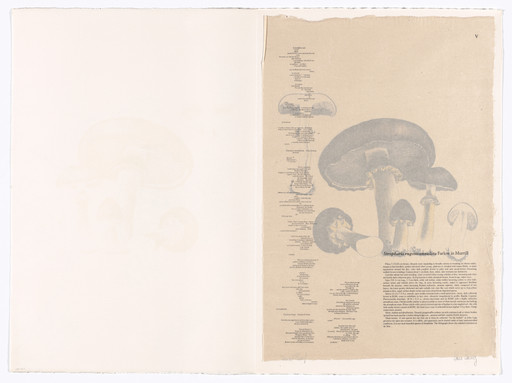 V (plate, folio 17) from Mushroom Book