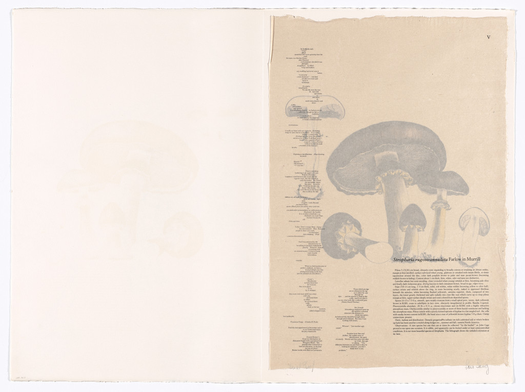 V (plate, folio 17) from Mushroom Book