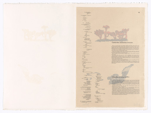 VI (plate, folio 20) from Mushroom Book