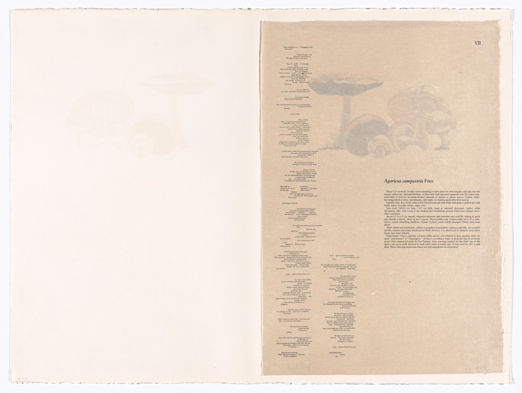 VII (plate, folio 23) from Mushroom Book