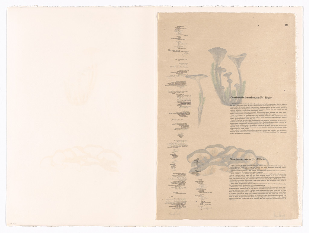 IX (plate, folio 29) from Mushroom Book
