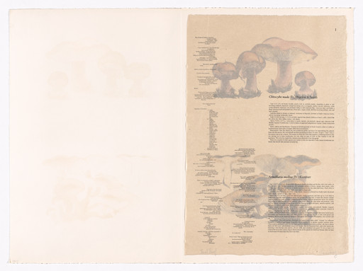 I (plate, folio 5) from Mushroom Book