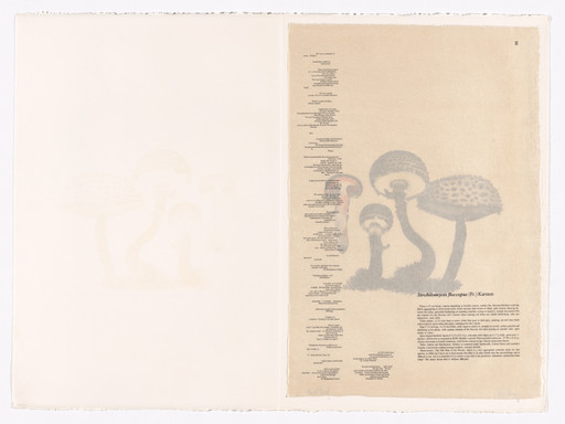 II (plate, folio 8) from Mushroom Book