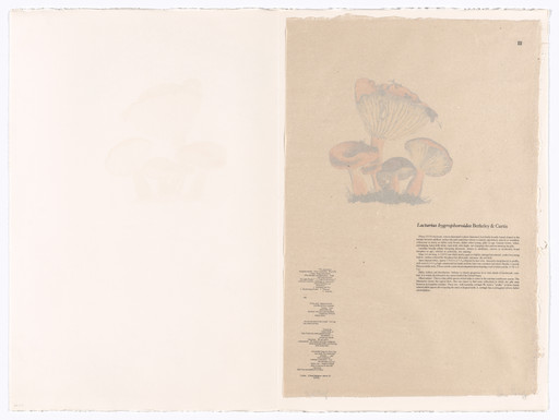 III (plate, folio 11) from Mushroom Book