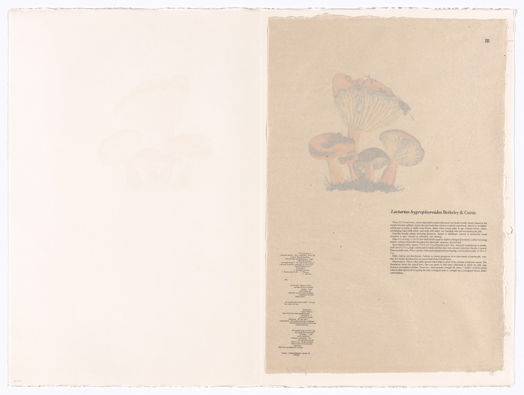 III (plate, folio 11) from Mushroom Book, Lois Long, 1972.  (Print executed 1971-1972).