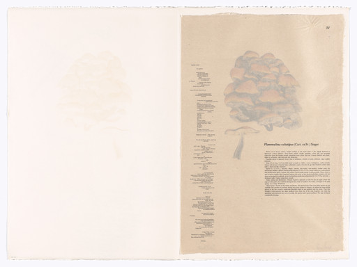 IV (plate, folio 14) from Mushroom Book