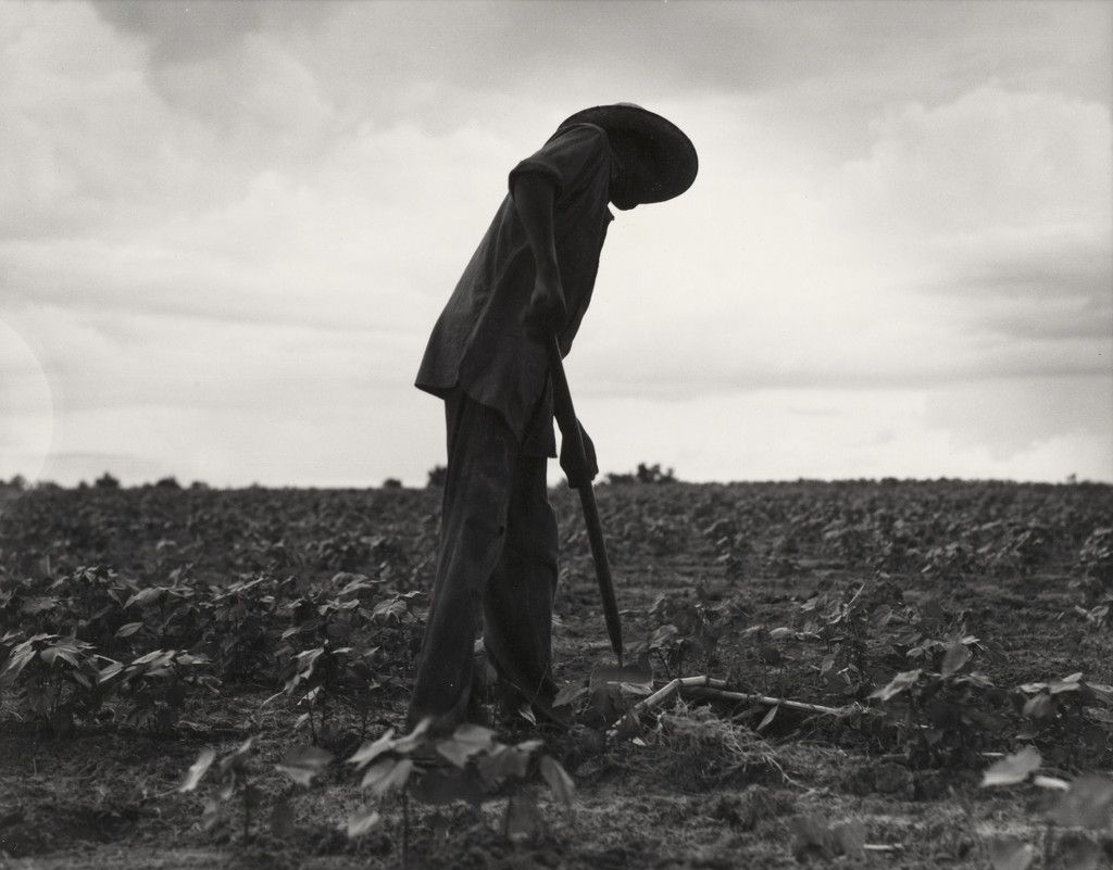Hoeing, near Yazoo City, Mississippi