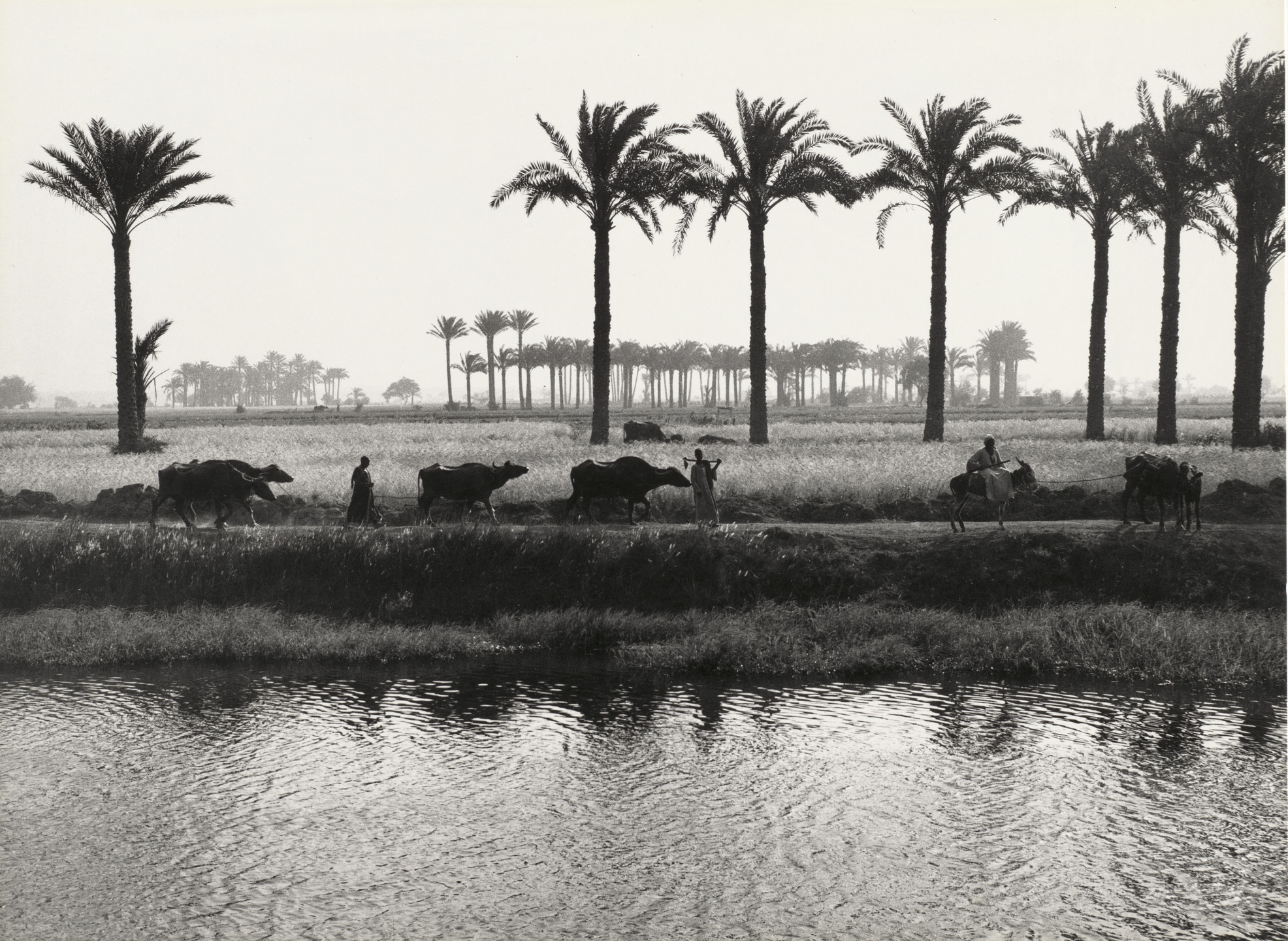 Dorothea Lange. Nile Valley. 1963