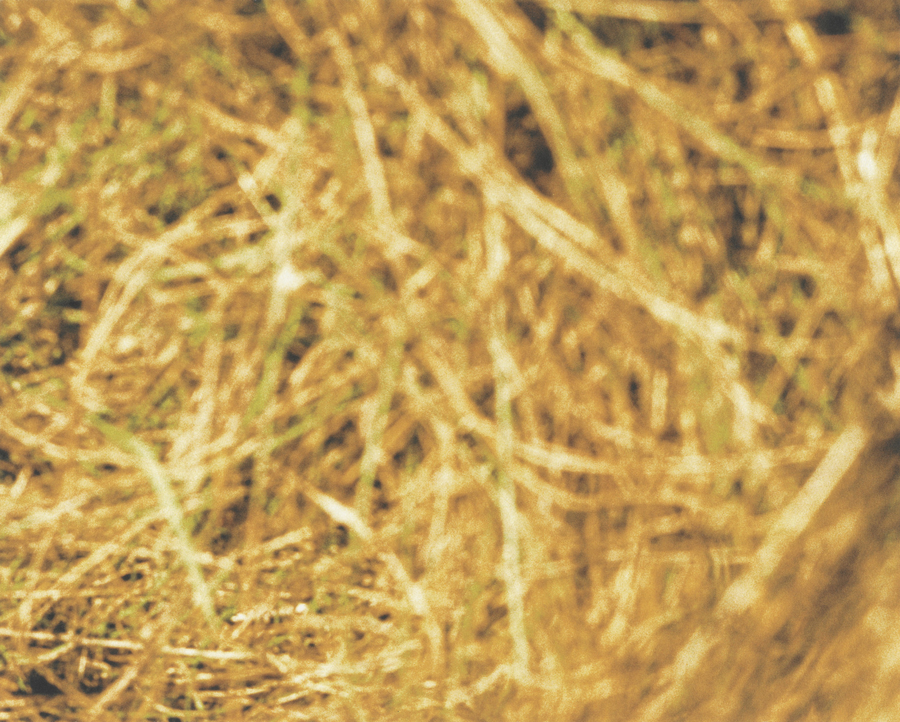 Piotr Uklanski. Summer Love. 2000