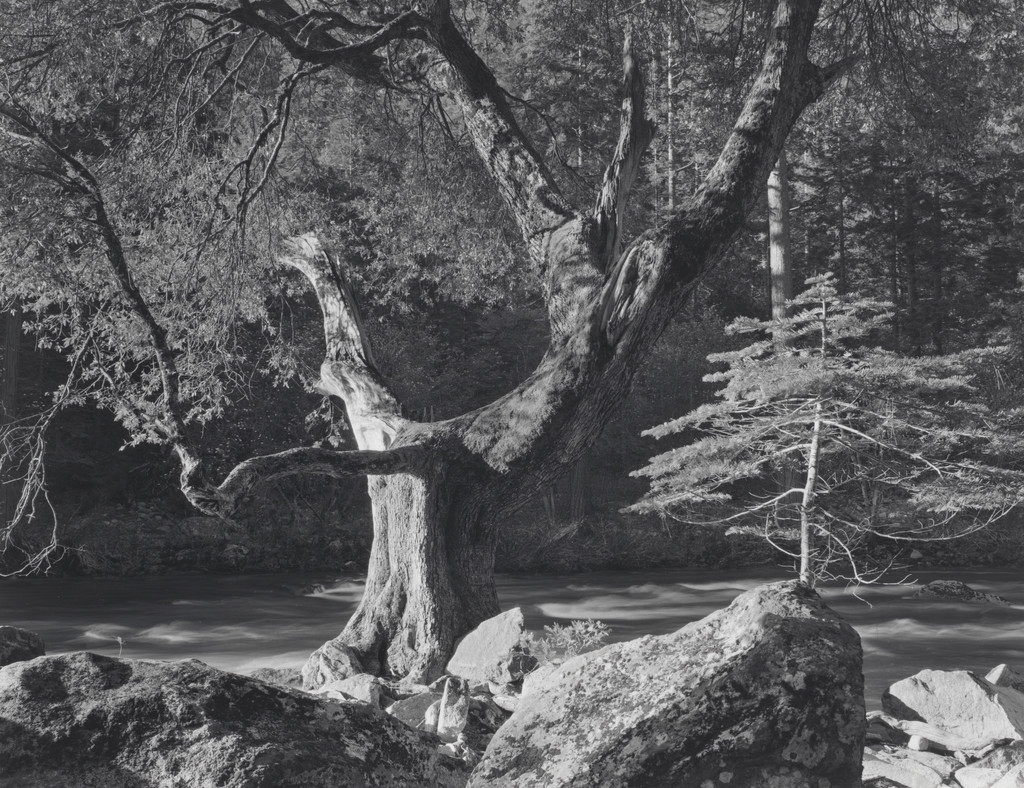 Early Morning, Merced River, Yosemite National Park, California