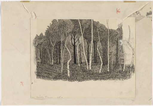 Birch Trees