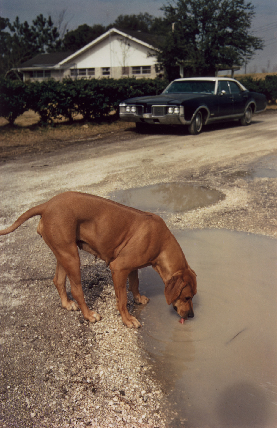 William Eggleston. Algiers, Louisiana. c. 1972