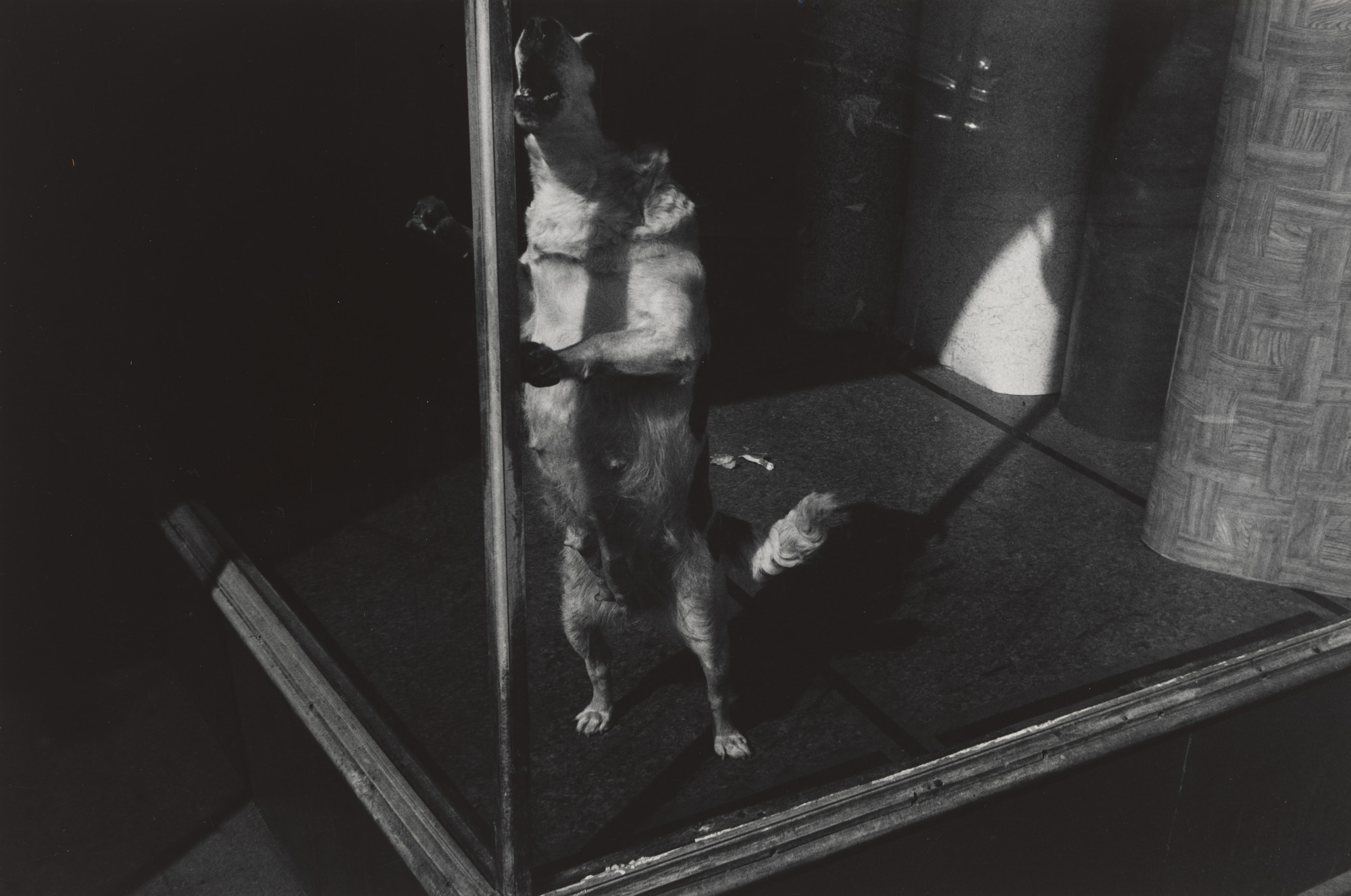 Lee Friedlander. Jersey City, New Jersey