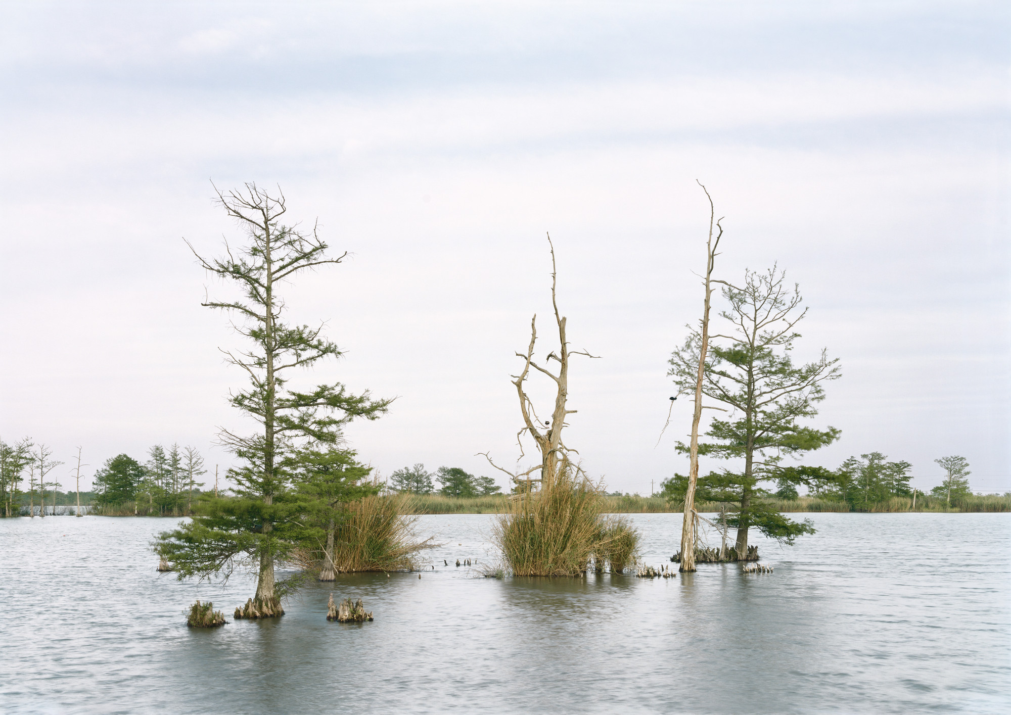 An-My Lê. April 17, Swamp, Venice, Louisiana. 2016