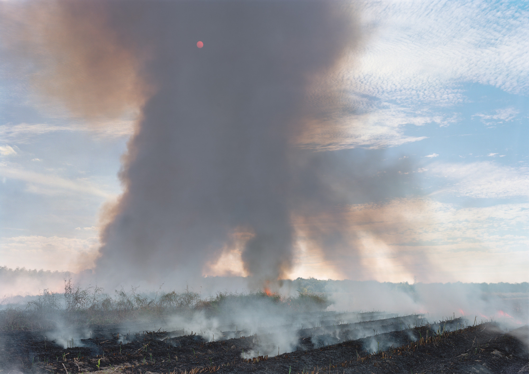 An-My Lê. November 5, Sugar Cane Field, Houma, Louisiana. 2016