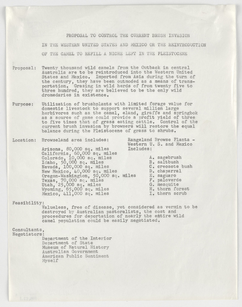 Proposal to Control the Current Brush Invasion in the Western United States and Mexico or the Reintroduction of the Camel to Fill a Niche Left in the Pleistocene, Nancy Graves, 1969