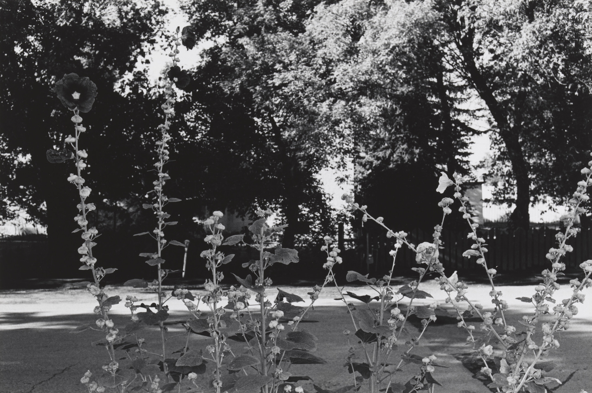 Lee Friedlander. Taos, New Mexico. 1974