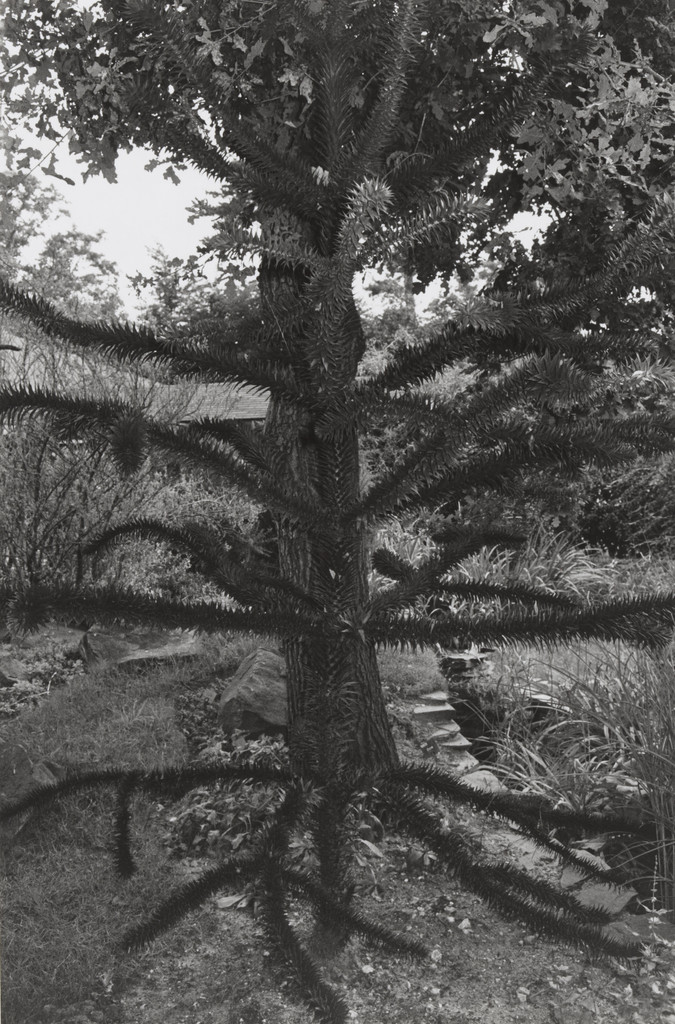 Paris, Lee Friedlander, 1973